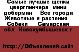 Самые лучшие щенки цвергпинчера (мини доберман) - Все города Животные и растения » Собаки   . Самарская обл.,Новокуйбышевск г.